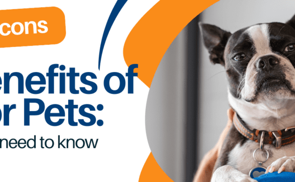 the benefits of CBD for pets is our brand new artocle